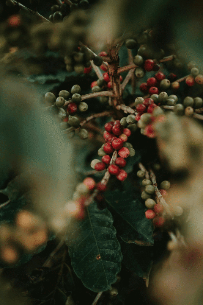Image of Coffee Beans before harvest